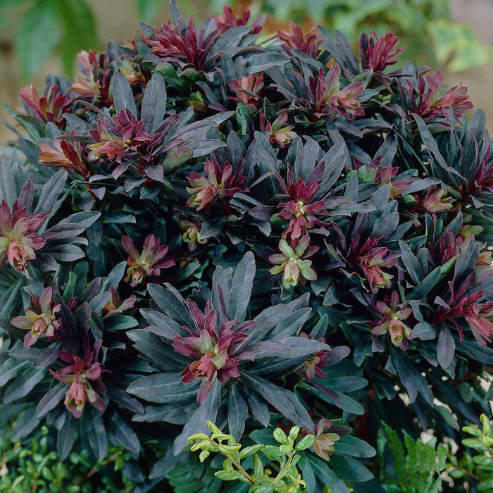 Purple wood spurge SEEDS, Perennial Flowers - Caribbeangardenseed