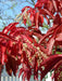 Sourwood Tree Seeds , Oxydendrum arboreum - Caribbeangardenseed