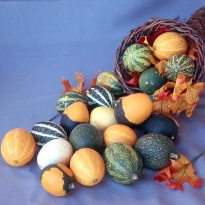 Goblin Eggs Mix Gourd Seeds,, makes a unique Easter basket, Excellent for making crafts - Caribbeangardenseed