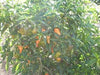 Pepper Seeds, Zambia hot Pepper, Open-pollinated Chili,Capsicum Annuum - Caribbeangardenseed