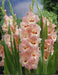 Desico Gladiolus Bulbs ,Summer flowering, (10 Bulbs) - Caribbeangardenseed