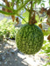 Chilacayote Seeds, Figleaf gourd - Caribbeangardenseed