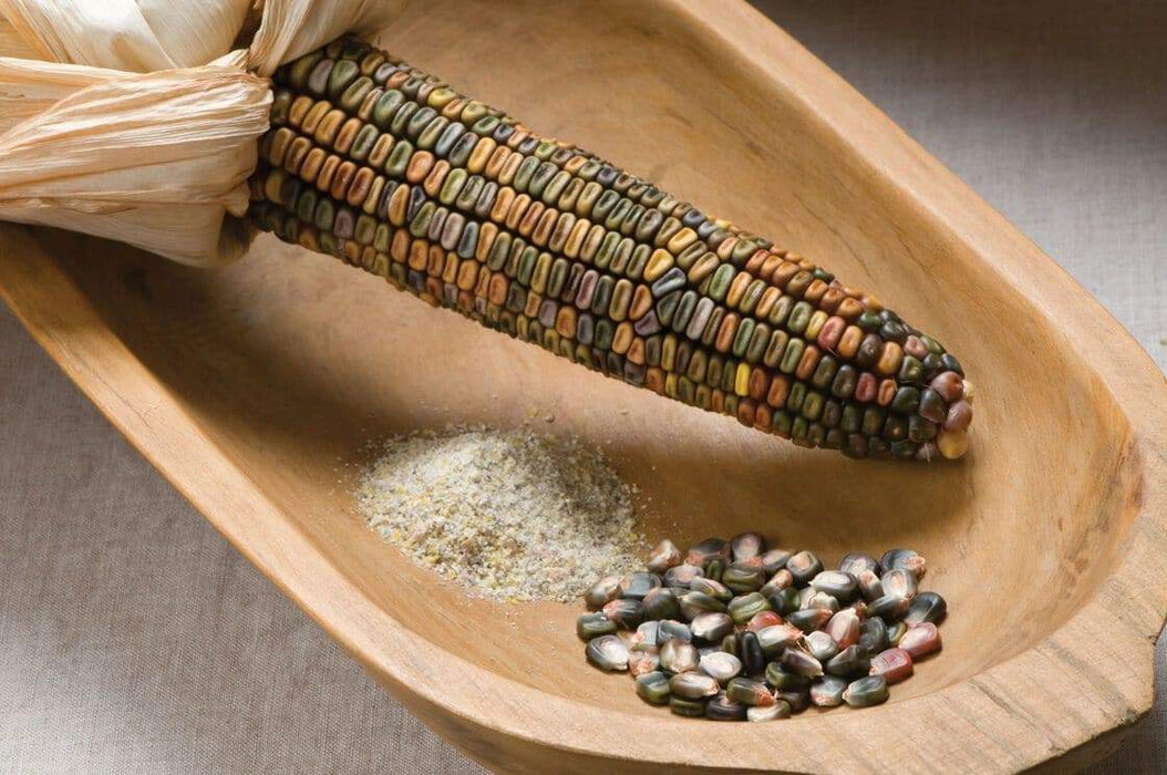 Earth Tones Dent Corn Seed - Ornamental & Edible; used for fall decorations, Ground into flour, or used as feed for birds and other animals. - Caribbeangardenseed