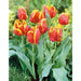 Bright parrot Tulip (fall Bulbs),12/+cm, Big Blooms Excellent for Bouquets - Caribbeangardenseed
