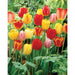 Tulip BULBS ,Long Lasting Mix, ,Now shipping ! - Caribbeangardenseed