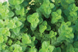 Applemint, Herb Seeds - Mentha suaveolens . - Caribbeangardenseed