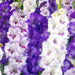 Purple Mixture Gladiolus bulbs (corms)- ,Summer flowering, Perennial - Caribbeangardenseed