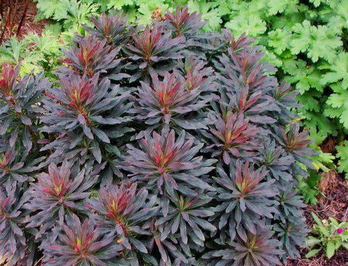 Purple wood spurge SEEDS, Perennial Flowers - Caribbeangardenseed