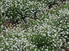 Forget Me Not -White FLOWERS, Ground cover - Caribbeangardenseed