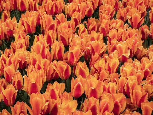 King's Orange Tulip Bulbs /12/+cm, ( Single Late) , Shipping Now - Caribbeangardenseed