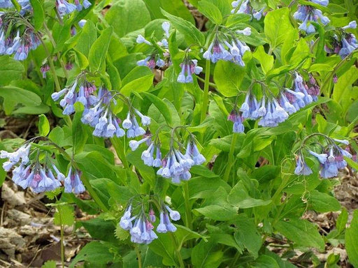 Virginia Bluebells (Bareroot ) Mertensia virginica-Native,woodland wildflower - Caribbeangardenseed