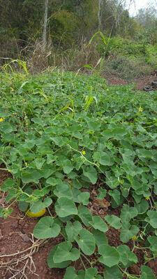 Hedgehog Cucumber SEEDS (Echinocystis lobata) Annual VINE - Caribbeangardenseed