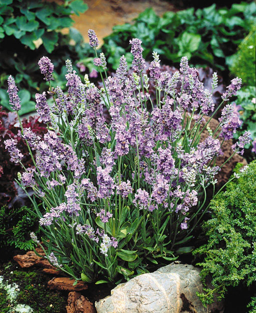 Lavender Seeds- Ellegance SKY,- Garden Herb . - Caribbeangardenseed