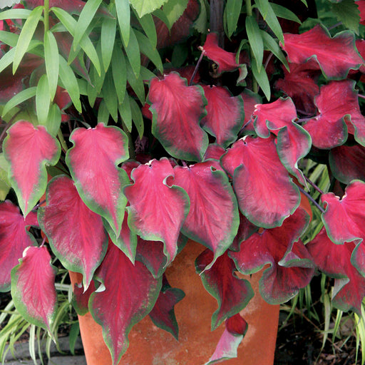 Caladium 'Florida Red Ruffles'( 5 Bulbs) tropical foliage plants - Caribbeangardenseed