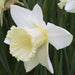Daffodil "all white Mix" fall planting Bulb - Caribbeangardenseed