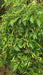 ARIBIBI GUSANO PEPPER, Hot Pepper Seeds, (Capsicum chinense) Heirloom from Bolivia. - Caribbeangardenseed
