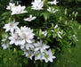 Clematis Henryi (Dormant Bare Root) hardy Large-flowered Vine,Perennial - Caribbeangardenseed