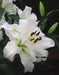Tourega Oriental Lily Bulbs. NO Fragrance - Caribbeangardenseed