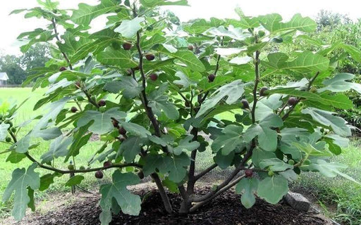 Hardy Chicago Fig,Perennial shrub, Fruit Tree, 1 Plant , - Caribbeangardenseed
