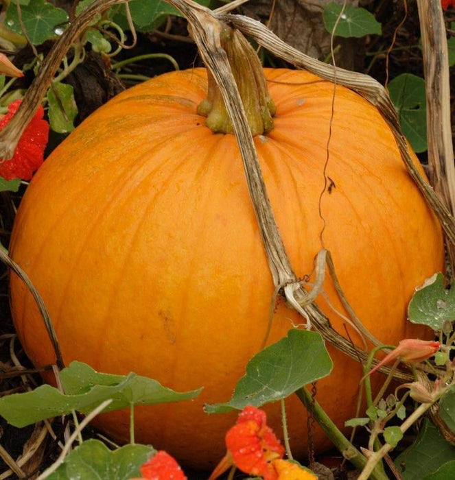 Halloween Pumpkin, 'Jack O' Lantern' (Winter Squash Seeds) - Caribbeangardenseed