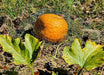 Halloween Pumpkin, 'Jack O' Lantern' (Winter Squash Seeds) - Caribbeangardenseed