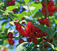 10 Nanking Cherry Seeds, TREE, SHRUB - Caribbeangardenseed