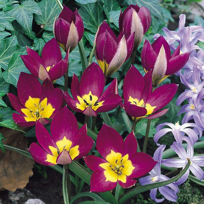 Species Tulip bulbs, Persian Pearl" cheerful flower, - Caribbeangardenseed