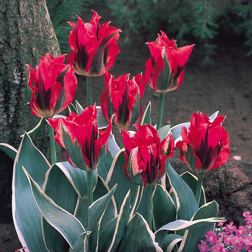 Esperanto’ Tulip Bulbs,." Lily-flowering ,Now Shipping ! - Caribbeangardenseed