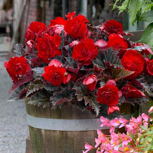 Begonia Switzerland (2 Bulbs) blosssoms from summer to frost - Caribbeangardenseed