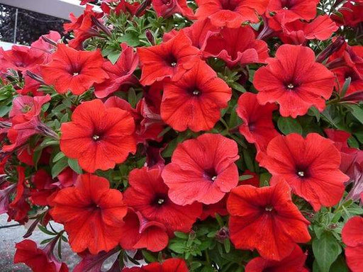 Petunia flowers seed, Fire Chief, Fragrant, Groundcover - Caribbeangardenseed