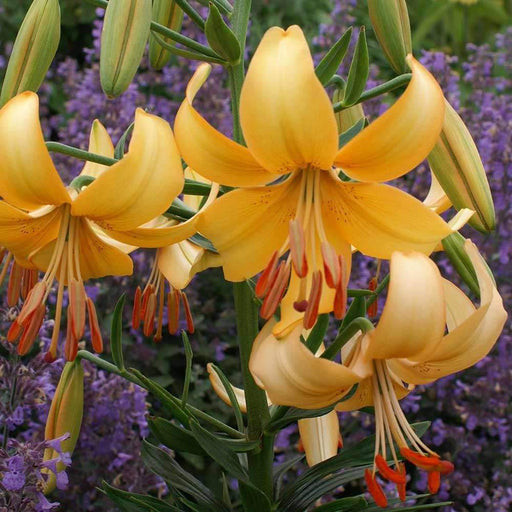 Asiatic Lily, Pearl Stacey Bulbs! Great Cut Flowers. Perennial - Caribbeangardenseed