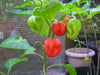 VANERO HOT Pepper Seeds, Capsicum chinense - Caribbeangardenseed