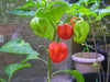 Barbados Hot Pepper Seeds, Capsicum chinense.Heirloom from Barbados.,Very hot - Caribbeangardenseed