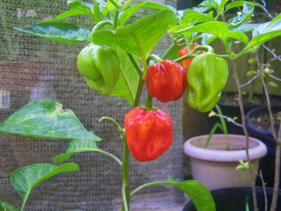 Barbados Hot Pepper Seeds, Capsicum chinense.Heirloom from Barbados.,Very hot - Caribbeangardenseed