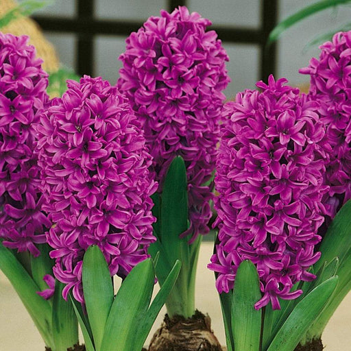 Hyacinth Miss Saigon (Flowers Bulb) Rich tropical purple shades - Caribbeangardenseed