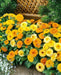 Calendula seeds‘Fiesta Gitana’ (Calendula officinalis) edible Flowers,Pot Marigold. - Caribbeangardenseed