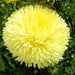 Aster Flowers Seeds - (Callistephus Tall Paeony Duchess Yellow) - Caribbeangardenseed