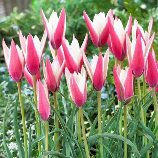 Lady Jane 'Species Tulip bulbs - Caribbeangardenseed