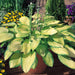 Hosta 'Gold Standard' (1 Bareroot Plant) Garden flowers, shade perennial - Caribbeangardenseed