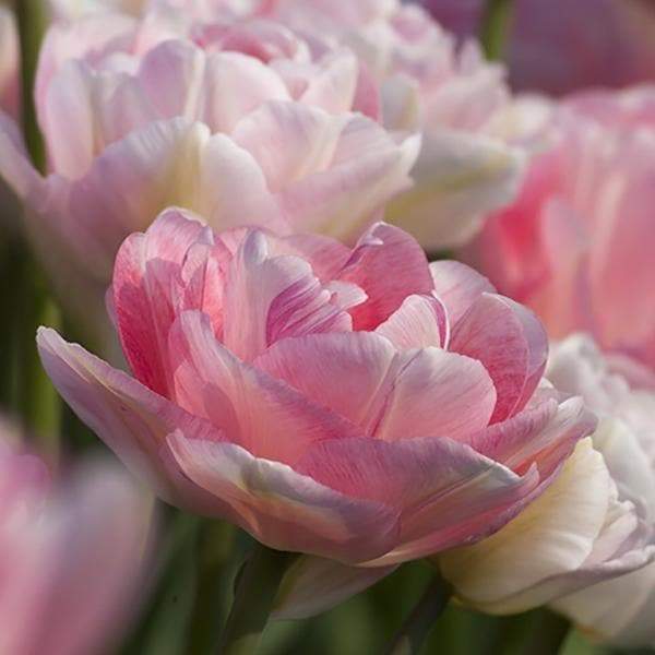 Tulip Bulbs "Angelique" Double Late, FALL PLANTING - Caribbeangardenseed