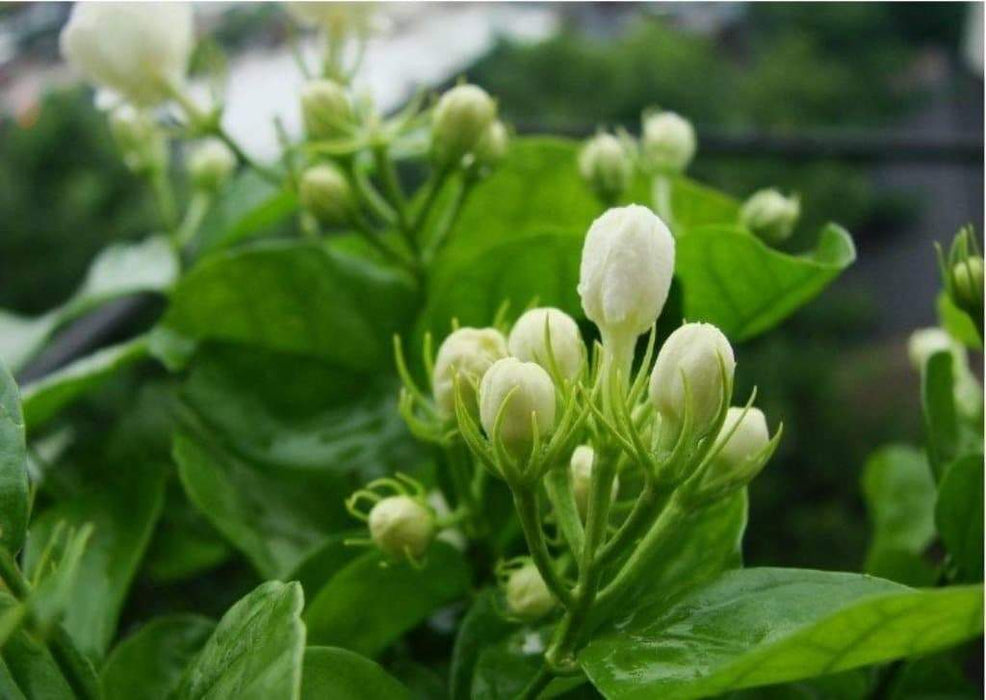 Cape Jasmine Seeds,(Gardenia jasminoides) fragrant Exotic Shrub - open pollinate - Caribbeangardenseed