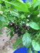 FOODARAMA Scotch Bonnet -CHOCOLATE (Capsicum chinense) PEPPER SEEDS - Caribbeangardenseed