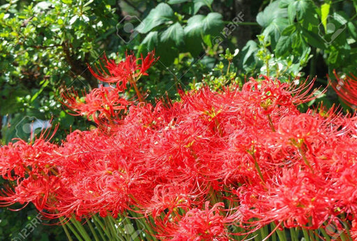 Red Spider Lily Bulbs ,Lycoris radiata - Caribbeangardenseed