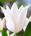 TULIP white triumphator Lily Flowering - Caribbeangardenseed
