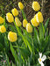 Tulip Bulbs, 'Strong Gold,fall planting - Caribbeangardenseed