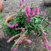 veronica spicata rose,Spike Speedwell Flower Seed. perennial - Caribbeangardenseed