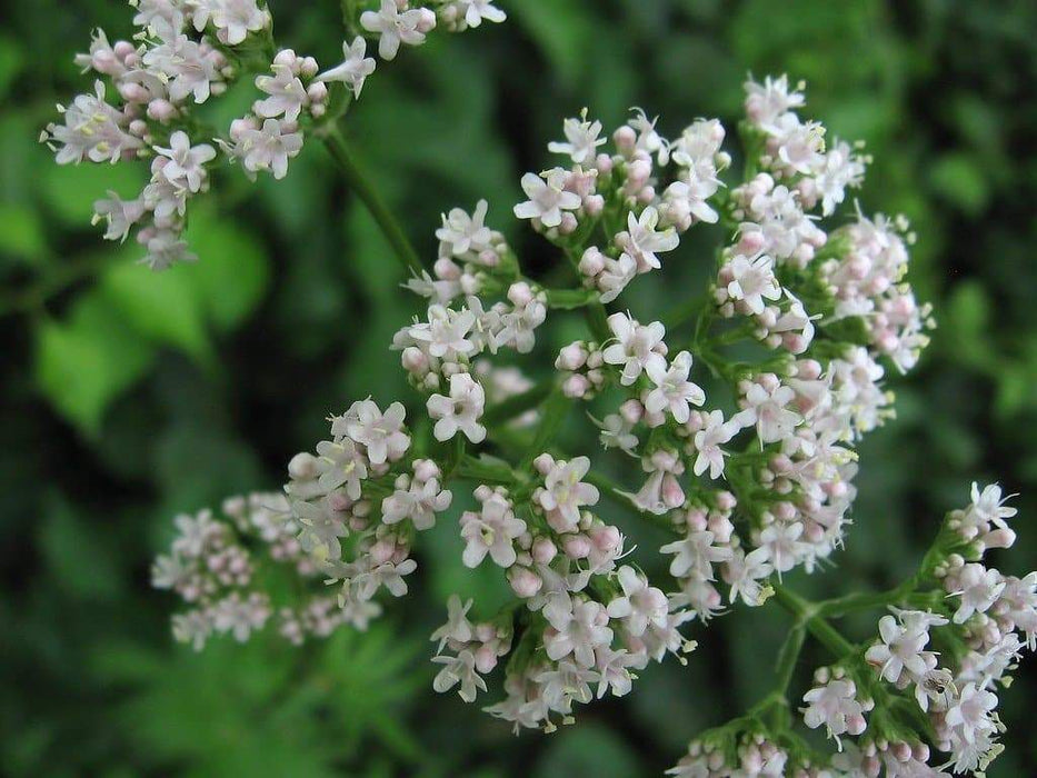 Valerian Herb Seeds ,Hardy Long-lived Perennial ,Valeriana Officinalis ! - Caribbeangardenseed