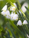 Summer snowflakes (Leucojum aestivum ) Flowers bulb - Caribbeangardenseed
