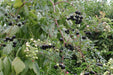 Peppervine Ampelopsis arborea Organic 10 Seeds,Organically Grown - Caribbeangardenseed