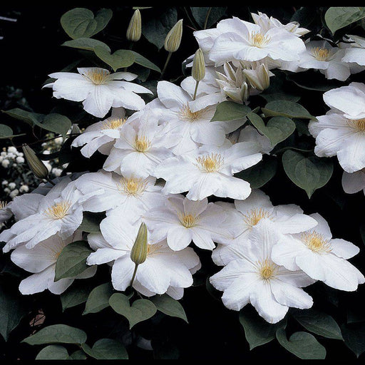 Live Plant - clematis claire de lune- Starter Plant - Caribbeangardenseed